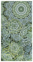 succulent, digital collage