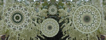 Botanical Mandala