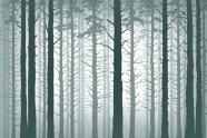 Deep Forest, digital collage