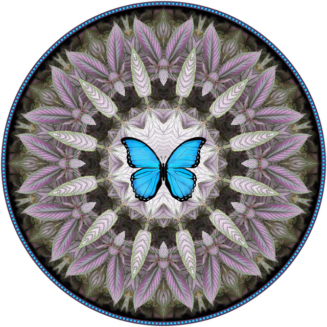 Blue Morpho. botanical mandala
