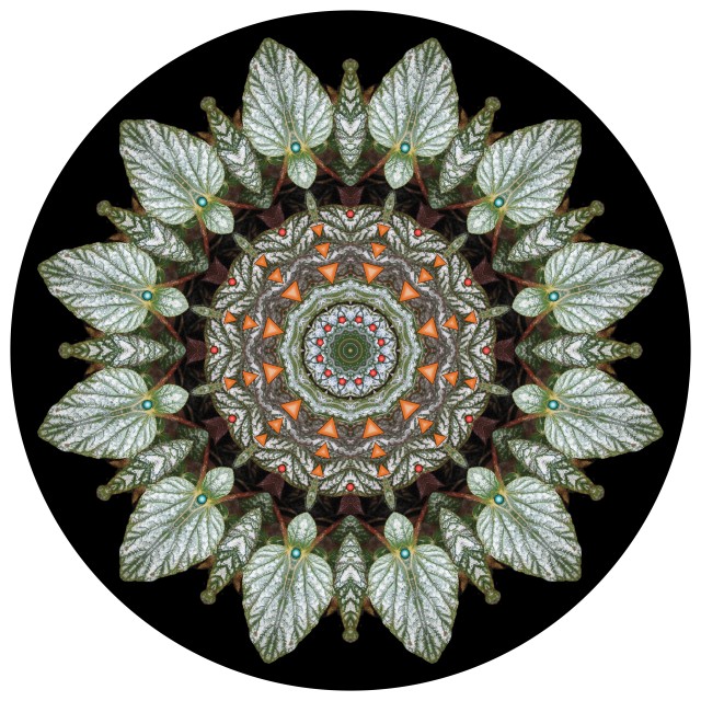 Featherwheel Mandala. botanical mandala