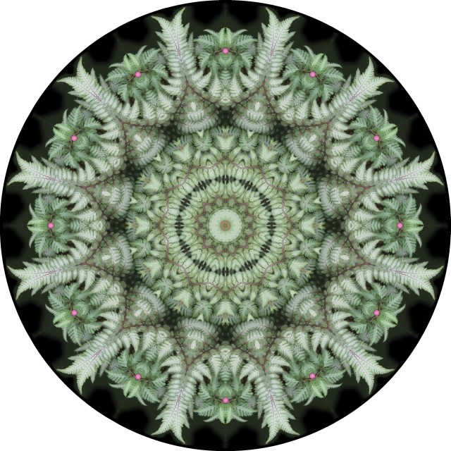 Fern Fantasia. botanical mandala