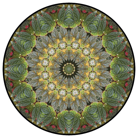 botanical mandala, mandala art