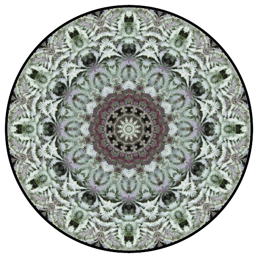 botanical mandala, mandala art