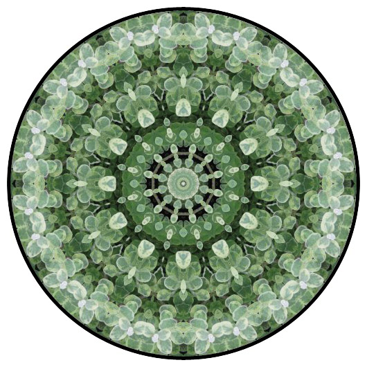 botanical mandala, mandala art
