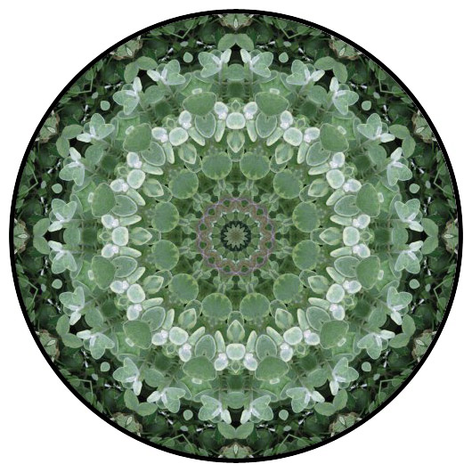 botanical mandala, mandala art