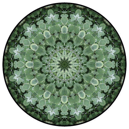 botanical mandala, mandala art