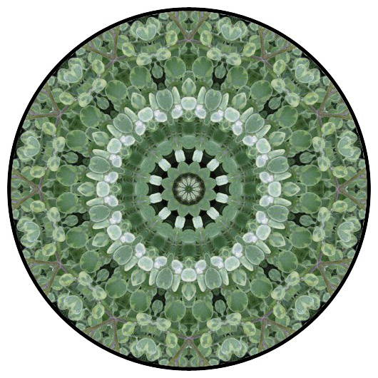 botanical mandala, mandala art