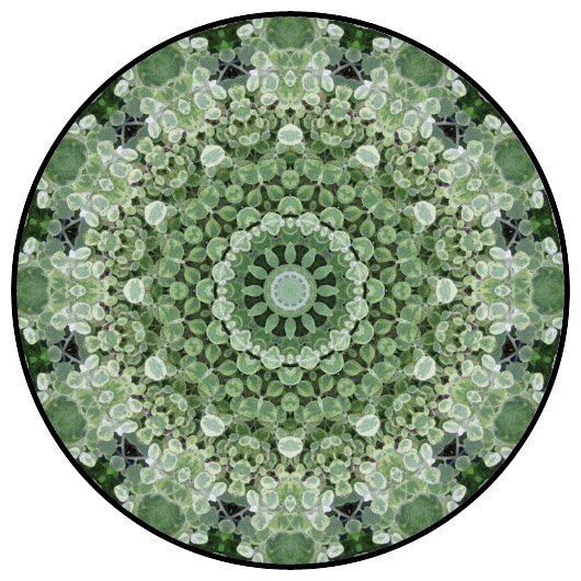 botanical mandala, mandala art
