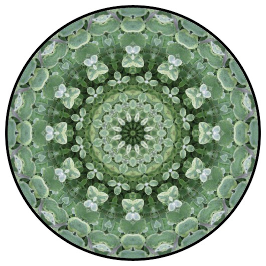 botanical mandala, mandala art