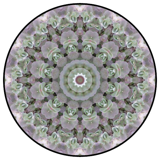 botanical mandala, mandala art