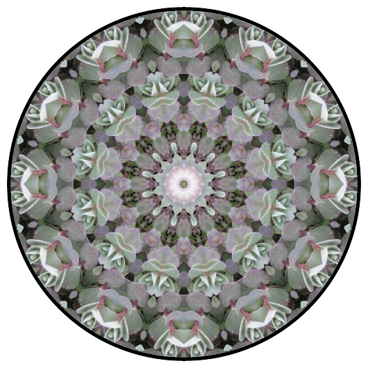 botanical mandala, mandala art