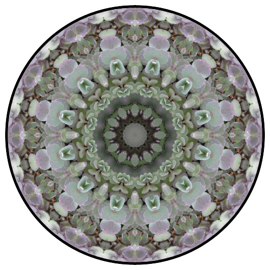 botanical mandala, mandala art