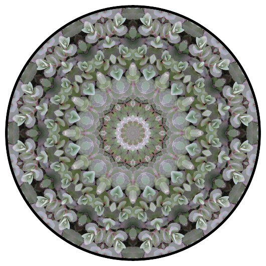 botanical mandala, mandala art