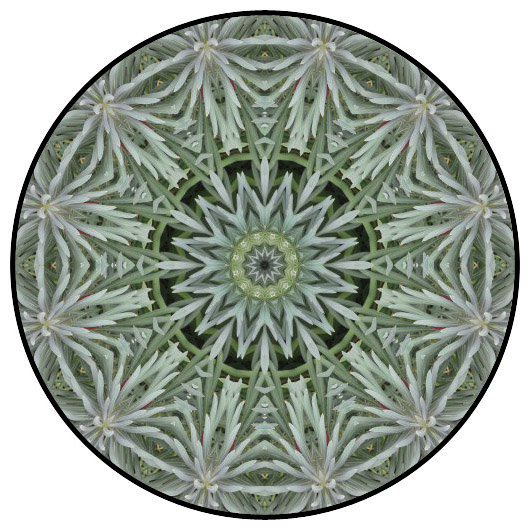 botanical mandala, mandala art