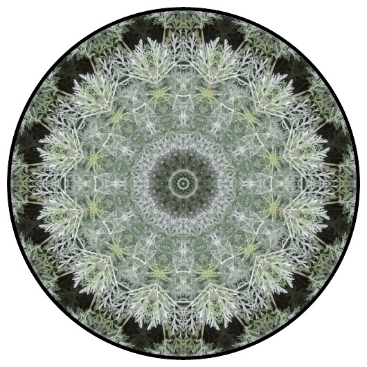 botanical mandala, mandala art