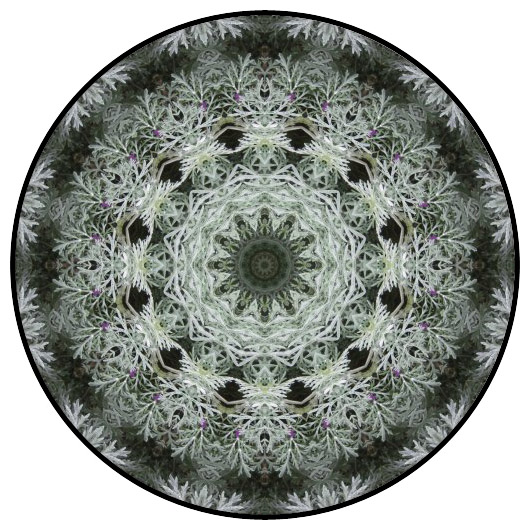 botanical mandala, mandala art