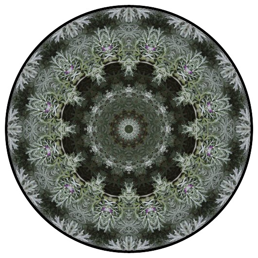 botanical mandala, mandala art