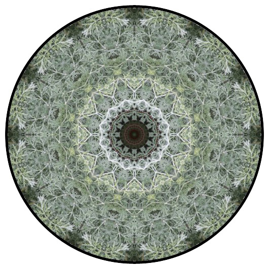 botanical mandala, mandala art