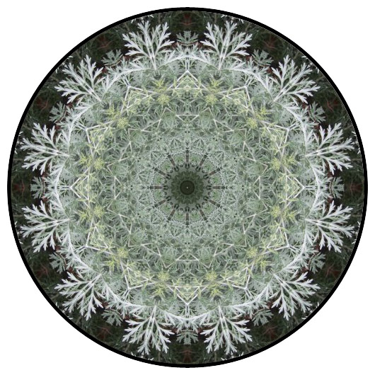 botanical mandala, mandala art