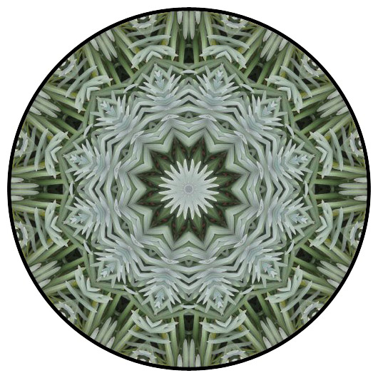 botanical mandala, mandala art