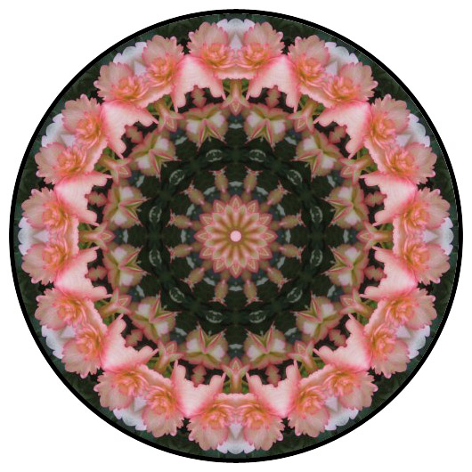 botanical mandala, mandala art