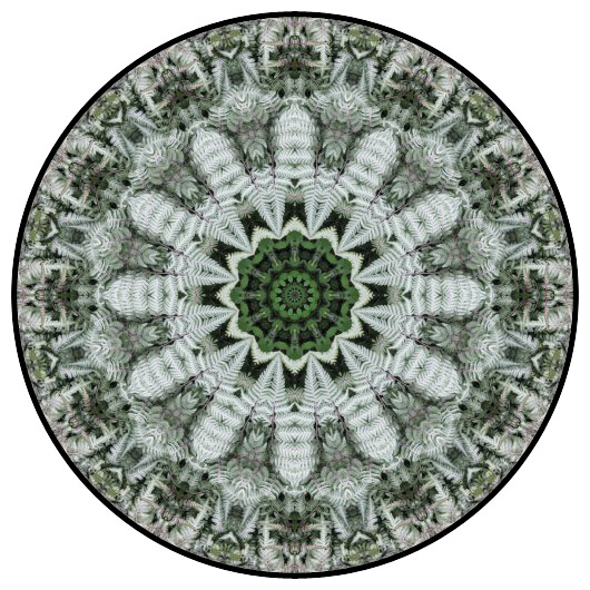 botanical mandala, mandala art