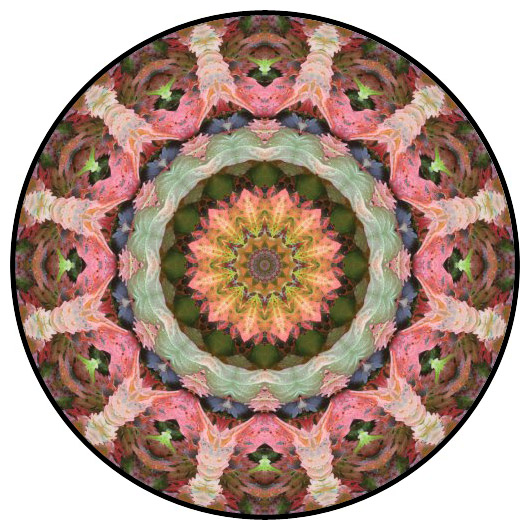 botanical mandala, mandala art