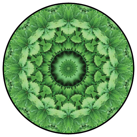 botanical mandala, mandala art