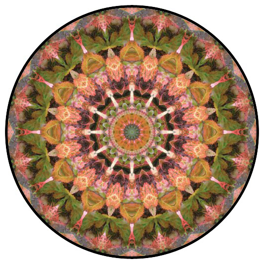 botanical mandala, mandala art