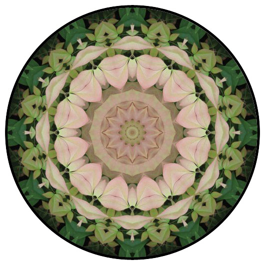 botanical mandala, mandala art