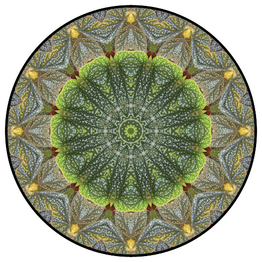 botanical mandala, mandala art