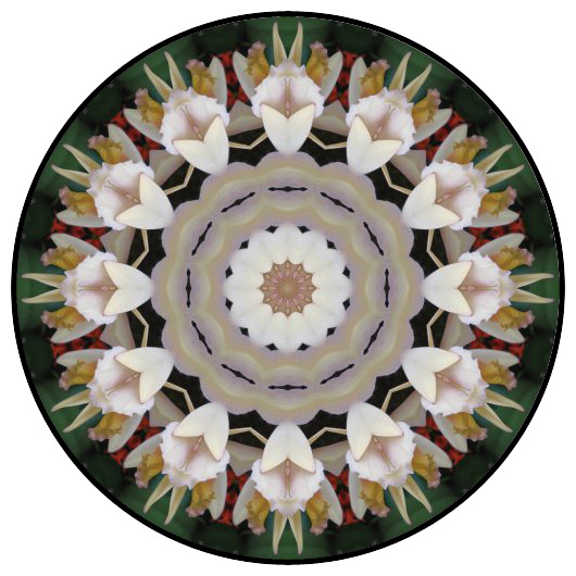 botanical mandala, mandala art