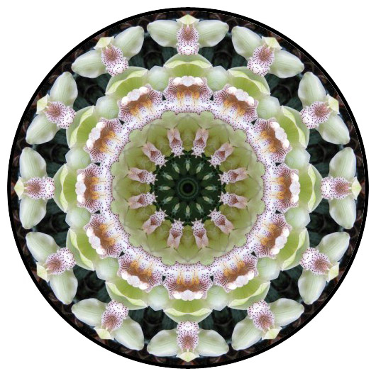 botanical mandala, mandala art