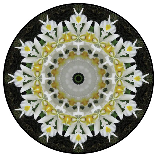 botanical mandala, mandala art