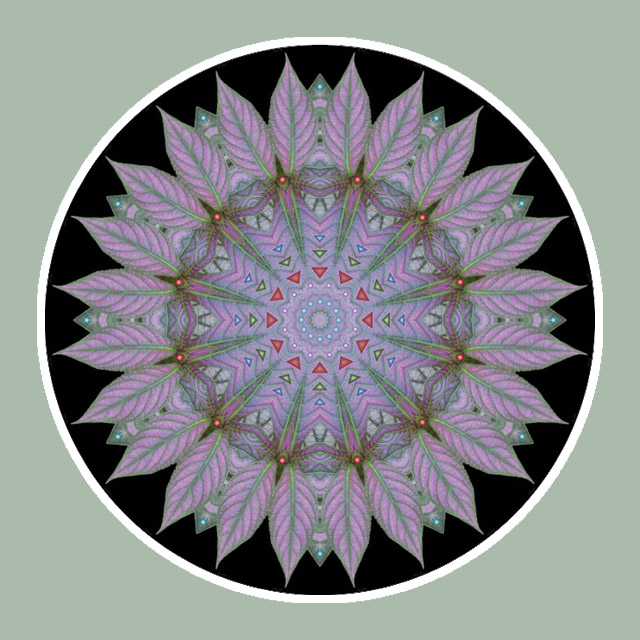 Persian Shield, Mandala Art