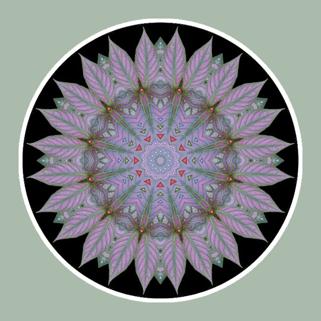 Persian Shield, Mandala Art