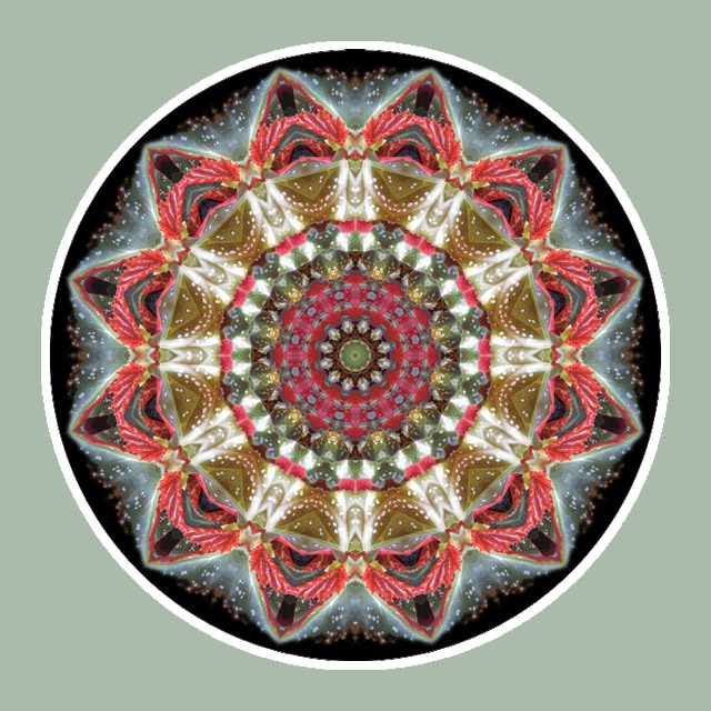Spotted Begonia Wheel, Mandala Art