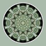 Fern Fantasia, Mandala Art