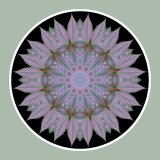 Persian Shield, Mandala Art