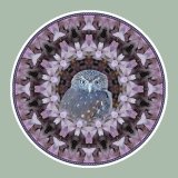 Pygmy Owl, Mandala Art